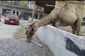 La defensoría advirtió que especies como el leopardo, el mono araña y el camello requieren cuidados especializados y no deben permanecer en espacios no autorizados.