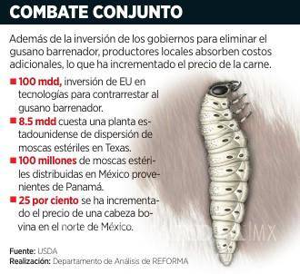 $!Por gusano barrenador, ganaderos padecen de altos costos en NL