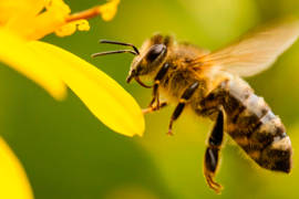 326 colonias de abejas murieron en el sureste de México en 2018
