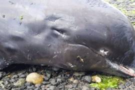 Por derrame petrolero hallan muertos a 17 delfines