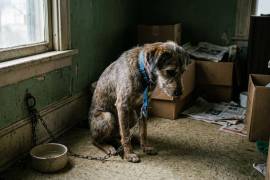 Los reportes de perros y gatos sin signos vitales en la vía pública representan el principal motivo de atención.