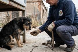 Habitantes del ejido Piedras Negras mostraron su indignación ante el caso de crueldad cometido contra el canino y exigen la pronta intervención de las autoridades ministeriales.
