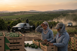 La nueva reforma busca certificar estas labores bajo el T-MEC, mientras el sector advierte riesgos por la inseguridad y la falta de presupuesto.