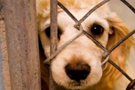 Diputados contra maltrato y venta descontrolada de animales, aprueban reformar ley