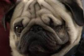 Tras años de litigio, los tribunales confirmaron la reparación del daño por las lesiones que sufrió Gizmo.