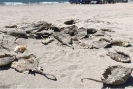 Una organización denunció la aparición de rayas muertas, luego de que se les extirpó el aguijón bajo el argumento de “proteger a los turistas”.