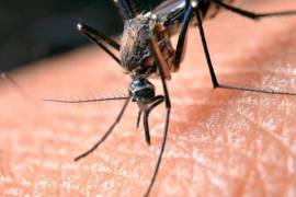Hallan científicos mutaciones de malaria resistente a medicamentos