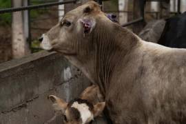 De acuerdo con el reporte oficial del Servicio Nacional de Sanidad, Inocuidad y Calidad Agroalimentaria (Senasica), en Coahuila se han detectado 12 casos de gusano barrenador.