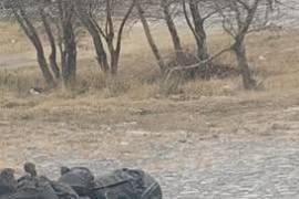 El hallazgo de las bolsas con restos humanos se registró este miércoles en la Carretera Matehuala-Saltillo a la altura del ejido San José de Raíces