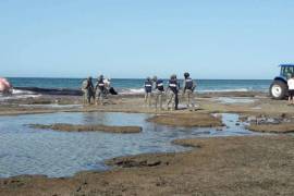 Encuentran ballena muerta en playa de Puerto Peñasco