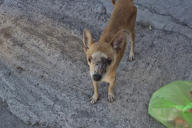 “Chiwis” fue rescatado tras varios reportes ciudadanos y actualmente recibe atención veterinaria especializada por un avanzado cuadro de TVT.