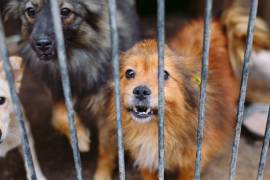 Inspectores municipales recibirán capacitación para detectar y sancionar casos de maltrato animal.