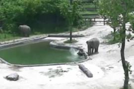 Elefantes se unen para salvar a cría de ahogarse