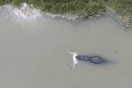 El cocodrilo fue captado con un dron en el Río Bravo mientras llevaba un venado entre sus fauces.