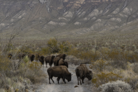 La Fundación Pro Cuatrociénegas aseguró que los bisontes del santuario se encuentran bajo vigilancia permanente y en buen estado, mientras se espera el nacimiento de entre 25 y 30 crías durante la próxima primavera.