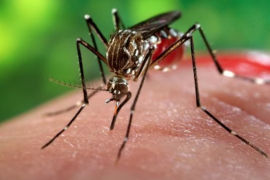 Zika, Chikungunya o Dengue, ¿Cuál es más peligroso?