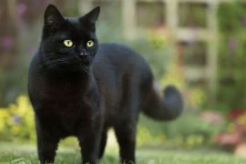 Las solicitudes urgentes y la búsqueda de gatos con colores específicos pueden ser señales de alerta al evaluar posibles adoptantes, advirtió la directora del centro.