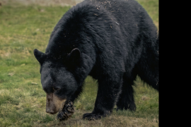 Aunque han disminuido los ingresos de osos, el Museo del Desierto mantiene la atención constante de fauna rescatada.