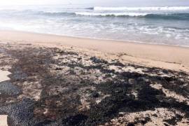Este domingo, se reportó contaminación de combustóleo en las playas de Punta Conejo, Brasil, Salinas del Marqués y Azul, ocasionada por un derrame de la Monoboya 2 de Pemex
