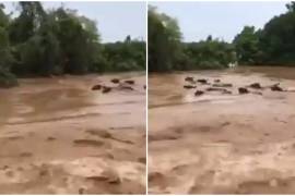 Vacas son arrastradas por río en Zacualpan, Nayarit tras paso de 'Hanna' (video)