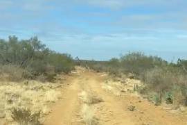 Tres jirafas fueron captadas mientras atravesaban el semidesierto de la región Centro de Coahuila, sorprendiendo a policías que patrullaban caminos vecinales.