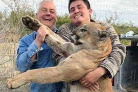 Cazan puma y lo presumen, “tenemos un pinche leonsote”; los buscan en Nuevo León y Coahuila
