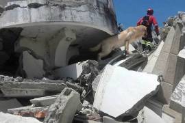 Dayko, el perro que ayudó a salvar vidas en Ecuador, muere durante misión