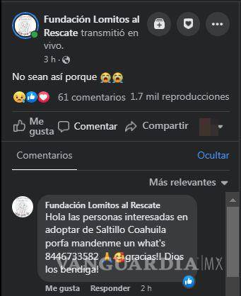 $!Rescatan a cachorritas en lote baldío. Fundación busca hogar para lomitos.
