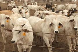 La Secretaría de Agricultura y Desarrollo Rural reforzó los filtros en la entidad para que no se presenten casos.