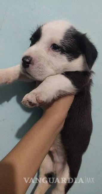 $!Perrita pierde a todos sus cachorros, pero internet se une para hacerla feliz