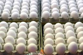 Anuncian fin del brote de salmonela vinculada a huevos en EU