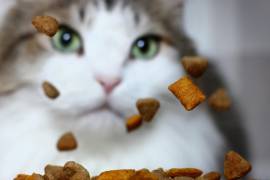 Debes tener presente la siguiente información para no comprarle alimento inadecuado a tu felino.