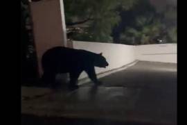 En redes sociales, la usuaria Sus Galván compartió un video en el cual se puede observar a un enorme oso negro deambular por una lluviosa calle de la zona metropolitana de Monterrey.
