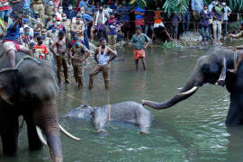 Indigna la muerte de una elefante embarazada por comer piña con explosivos en India