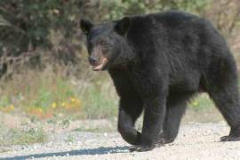 ¿Inició la ‘temporada’ de avistamientos de osos en Saltillo? No existe como tal, pero cada vez hay más