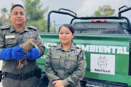 Fue llevado al veterinario a observación médica para después liberarlo en un cuerpo de agua.