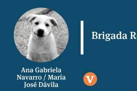 Lecciones de la manada