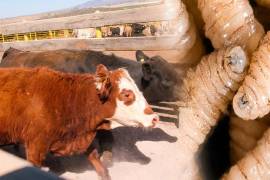 Las autoridades sanitarias han inspeccionado más de 249 mil animales en 6 mil 395 predios de 31 municipios de Coahuila.