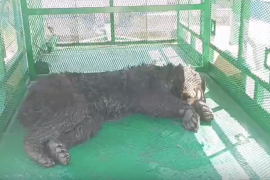 El osezno negro capturado en la colonia El Mirador permanecerá varios días más bajo resguardo especializado, donde recibe alimentación, vitaminas y atención integral antes de su liberación.