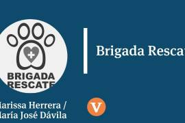 Celebridades de cuatro patas