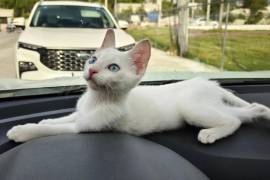 Autoridades recomendaron revisar de forma constante a perros y gatos para detectar heridas, garrapatas u otros factores de riesgo que puedan afectar su salud.