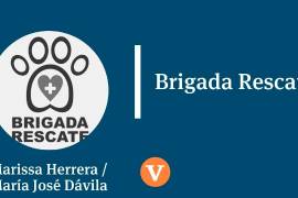 Pasan las semanas y nuestra buena racha de adopciones continúa con la pandemia...