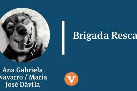 Cupido en cuatro patas