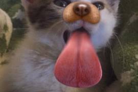 ¡Para todos los perrhijos! Snapchat lanza filtros para las mascotas