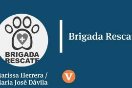 Pasan las semanas y nuestra buena racha de adopciones continúa con la pandemia...