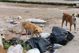 La mayoría de estos no tenían dueño y eran alimentados por vecinos, acusan a nuevos residentes