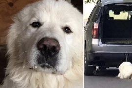 Rocky fue víctima de crueldad animal en julio pasado, hechos por los que su presunta agresora permanece en prisión preventiva.