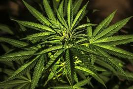 Estudios indican que el cannabis puede frenar adicciones al alcohol y la cocaína