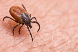 A pesar de que el caso resultó negativo, las autoridades mantienen la vigilancia epidemiológica activa en la región.