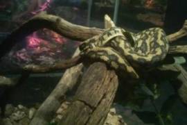 Profepa asegura 62 reptiles en Six Flags por no acreditar su procedencia legal